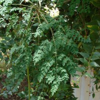 Moringa oleifera Lam.